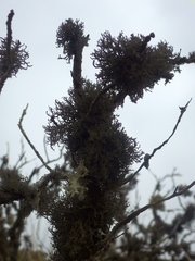 Tornabea scutellifera