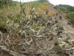 Tornabea scutellifera