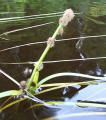 Sparganium angustifolium