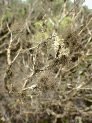 Tornabea scutellifera