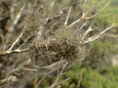 Tornabea scutellifera