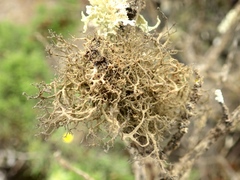 Tornabea scutellifera