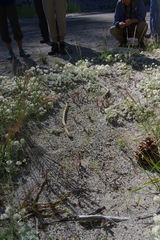 Aphyllon franciscanum