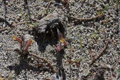 Aphyllon franciscanum