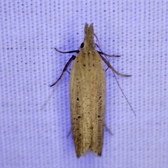 Dichomeris bipunctellus