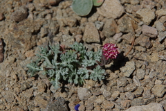 Chaenactis nevadensis