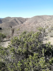 Heliotropium stenophyllum