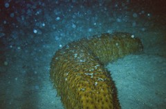 Stichopus herrmanni