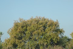 Ptaeroxylon obliquum