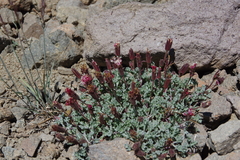 Chaenactis nevadensis