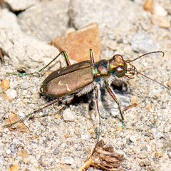 Cicindela depressula