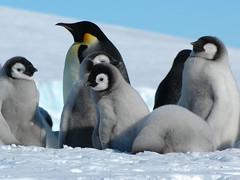 Emperor Penguin photo 5