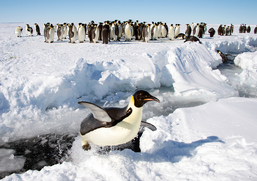 Emperor Penguin, photo 5 of 7