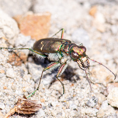 Cicindela depressula