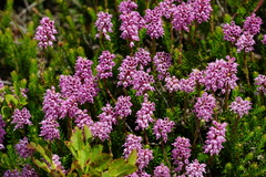 Erica spiculifolia