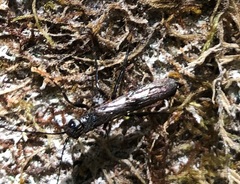 Xeris indecisus