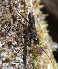 Xeris indecisus