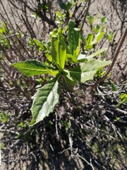 Flourensia thurifera