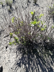 Flourensia thurifera