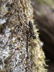 Xeris indecisus