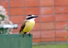 Pitangus sulphuratus