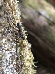 Xeris indecisus