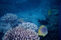 Chaetodon aureofasciatus