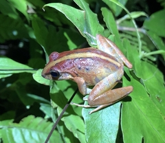 Craugastor fitzingeri