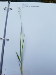 Dichanthelium depauperatum