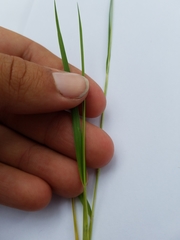 Dichanthelium depauperatum