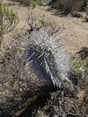 Trichocereus nigripilis