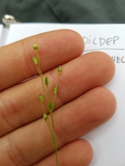 Dichanthelium depauperatum