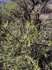 Cordia decandra