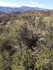 Cordia decandra