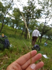 Hesperostipa spartea