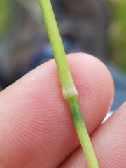 Hesperostipa spartea