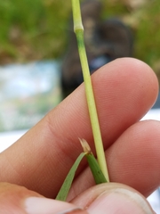 Hesperostipa spartea
