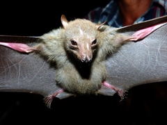 Cynopterus brachyotis