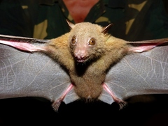 Cynopterus brachyotis