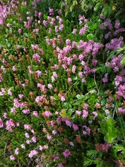 Erica spiculifolia