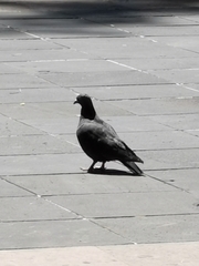 Columba livia domestica