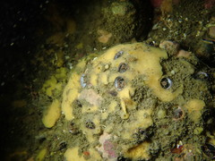 Hymeniacidon perlevis