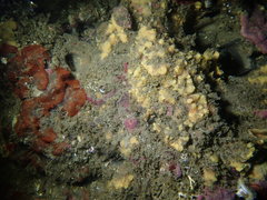 Hymeniacidon perlevis