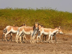 Equus hemionus khur