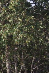 Hippobromus pauciflorus