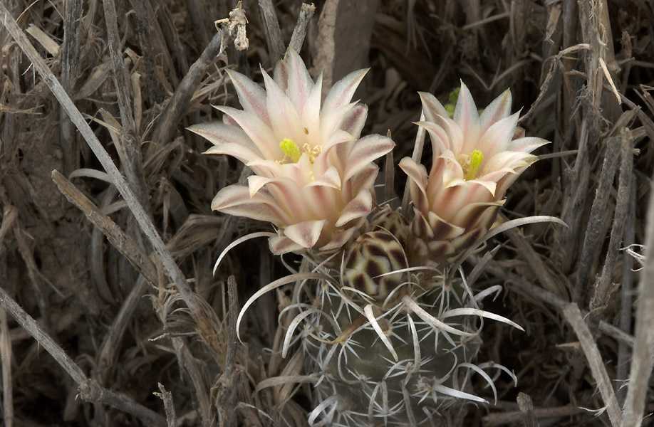 Sclerocactus papyracanthus