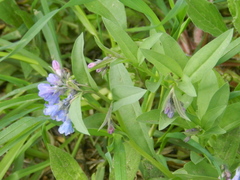 Mertensia oblongifolia