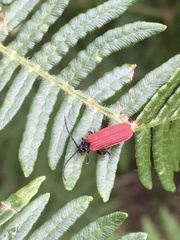 Pyropterus nigroruber