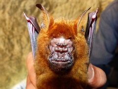 Hipposideros armiger