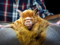 Hipposideros larvatus